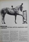 1943-08 Nations Business - Terry the horse with the Comptometer mind
