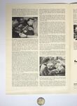 articlecristelhamann02
